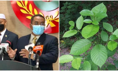 Read more about the article Kedah state assembly urges Putrajaya to legalise Ketum leaves for export purposes